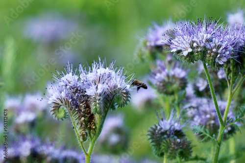 Bienenweide photo