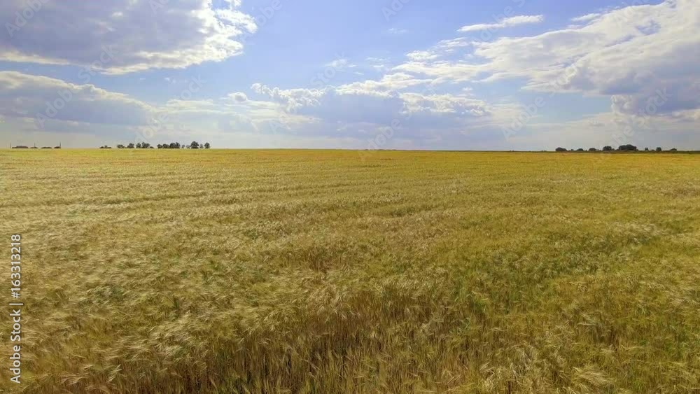 AERIAL: flight over wheat field in afternoon sun AERIAL: flight over wheat field in afternoon sun
