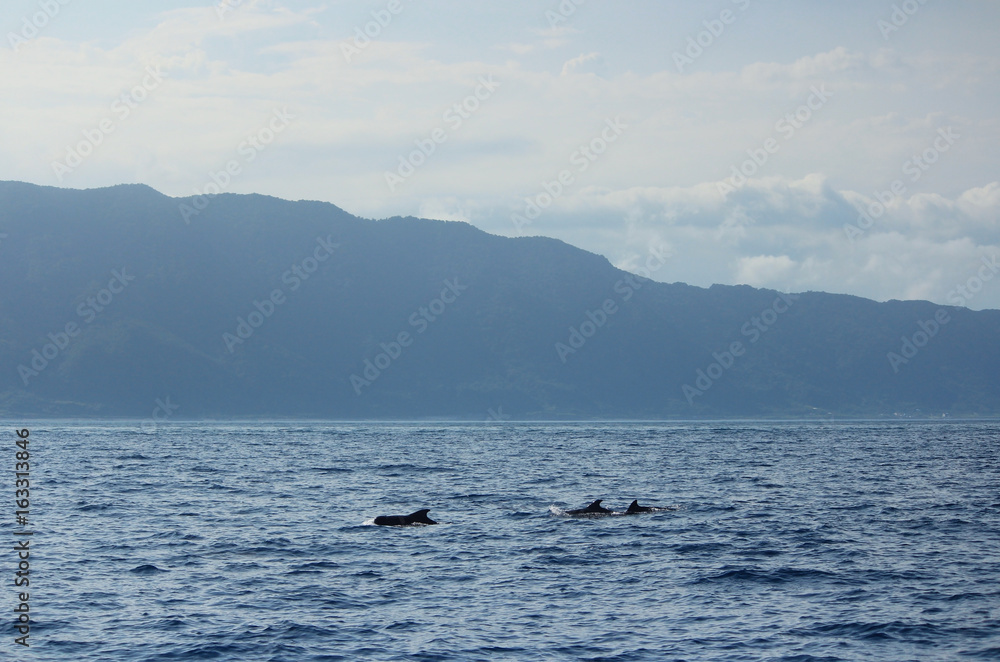 きれいな海でイルカやクジラの鑑賞 Dolphins and whales watching in ocean 