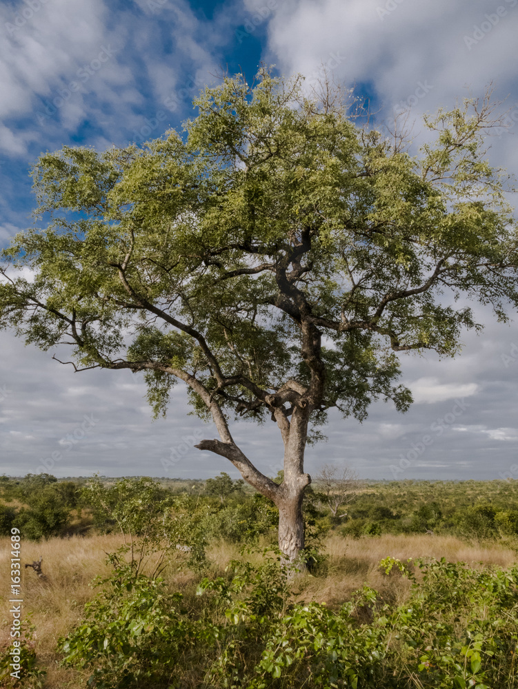 Marula Tree- Sabi Sand