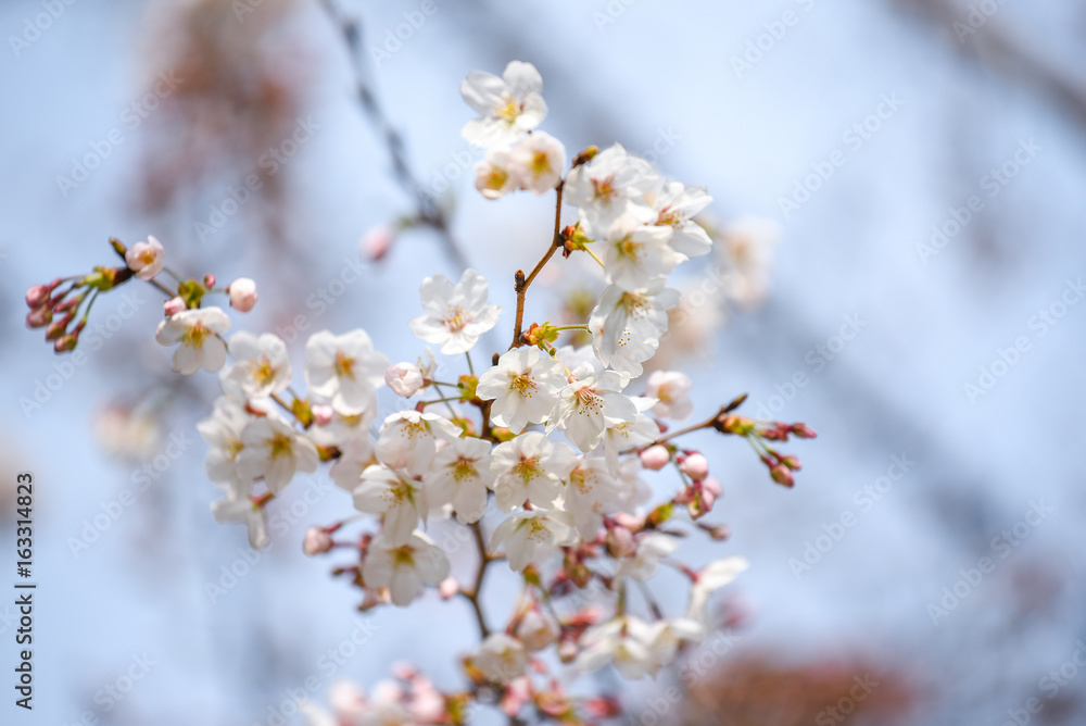 close up of Japanese cherry blossom or white Sakura flower, nature spring season concepts close up of Japanese cherry blossom or white Sakura flower, nature spring season concepts