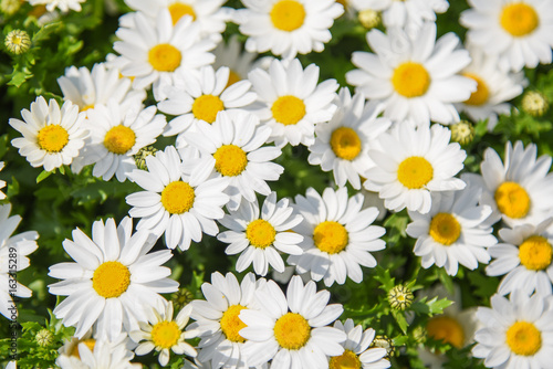 Fototapeta Naklejka Na Ścianę i Meble -  Abstract pattern of beautiful daisy (white flower) in the garden, use for background or backdrop in nature environment and health care concepts