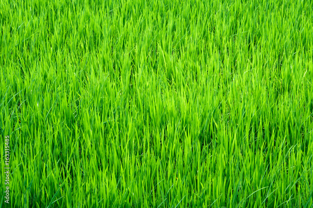 Rice field scenery in thailand, green background Rice field scenery in thailand, green background