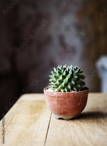 Closeup of real cactus in a pot on wooden table photo