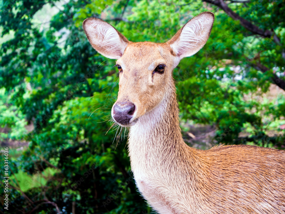 Close up shot of deer head