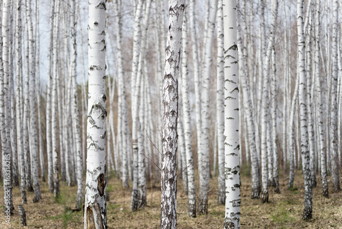 Photographie birch forest
