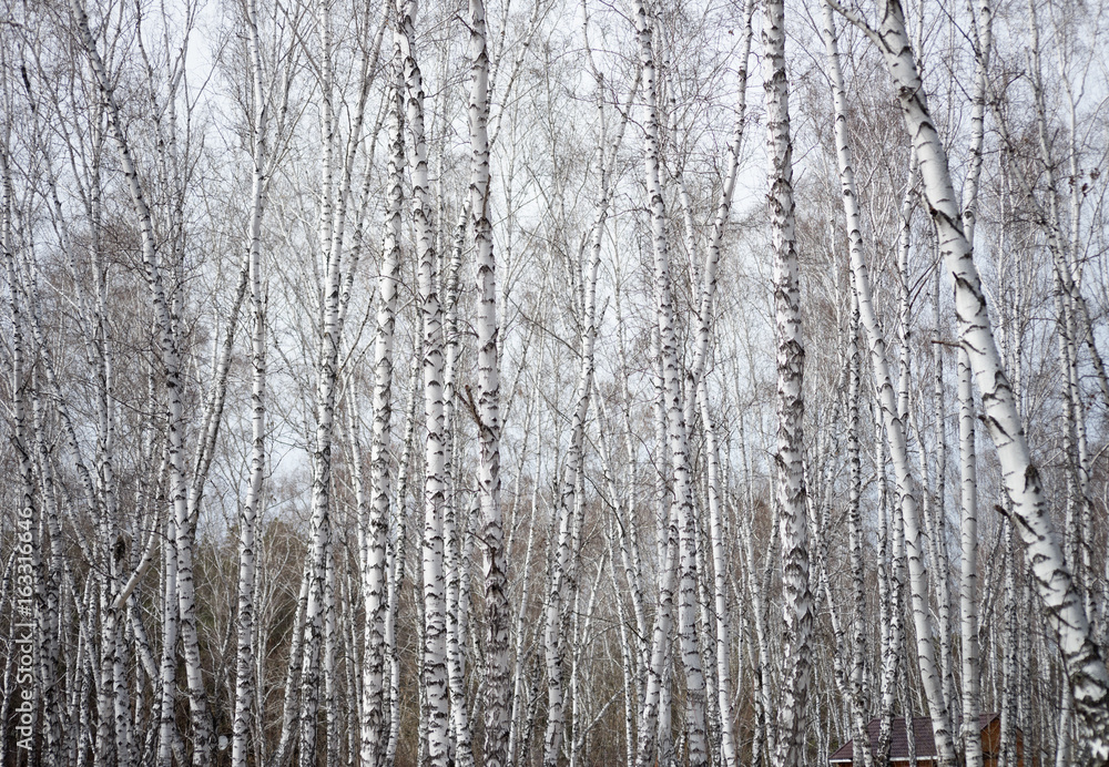 birch background birch background