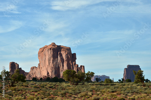 Desert Vegetation