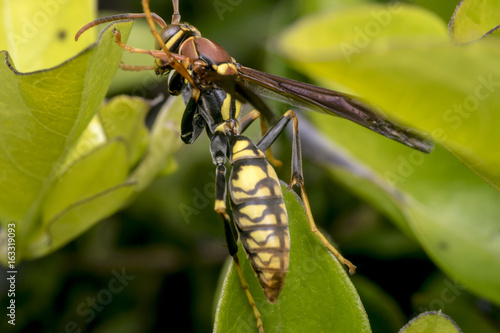 Yellow and black striped wasp resting on a leaf © Aldemar