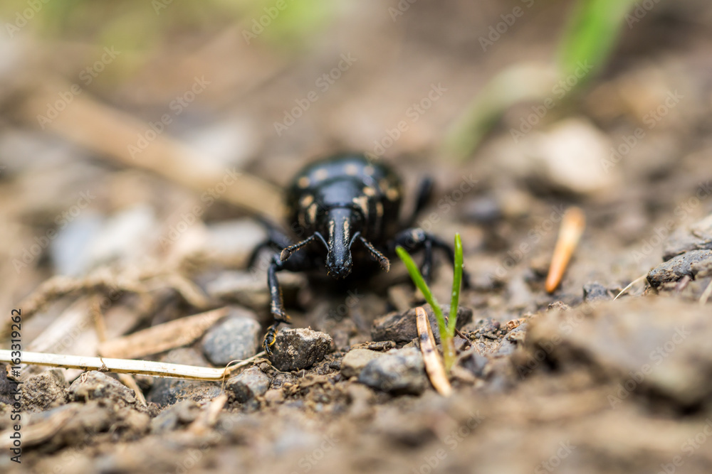 Natur, Tiere, Wandern, Freizeit, Erleben, Abenteuer, Alpen, Schwarzwald Natur, Tiere, Wandern, Freizeit, Erleben, Abenteuer, Alpen, Schwarzwald