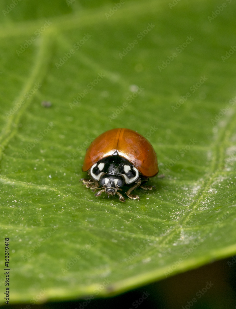 A lonely brown ladybug on a plant branch A lonely brown ladybug on a plant branch