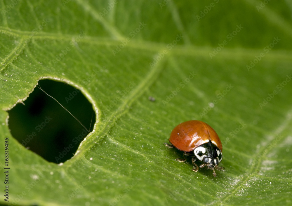 A lonely brown ladybug on a plant branch A lonely brown ladybug on a plant branch