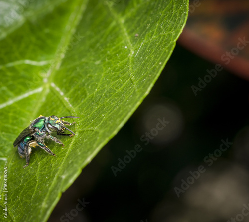 Cuckoo wasp on a leaf