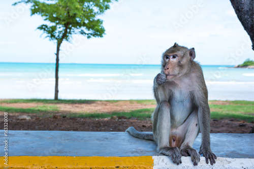 Alone monkey sitting on road beside the sea