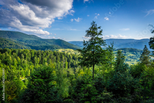 Bewaldete Hügellandschaft mit dichten Nadelwäldern im Schwarzwald unter blauem Himmel