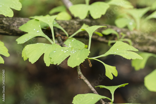 Wallpaper Mural Ginkgo leaves on a tree with drops of water after the rain. Torontodigital.ca