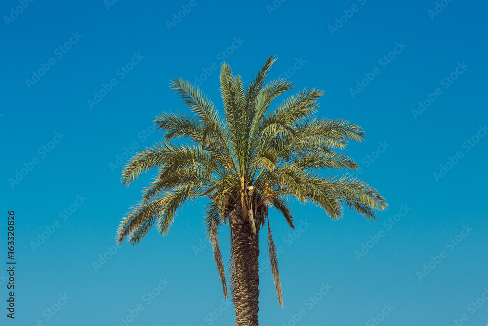 Palm trees against the blue sky as wallpaper, backdrop or beautiful background. Palm trees against the blue sky as wallpaper, backdrop or beautiful background.