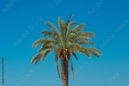 Palm trees against the blue sky as wallpaper, backdrop or beautiful background.