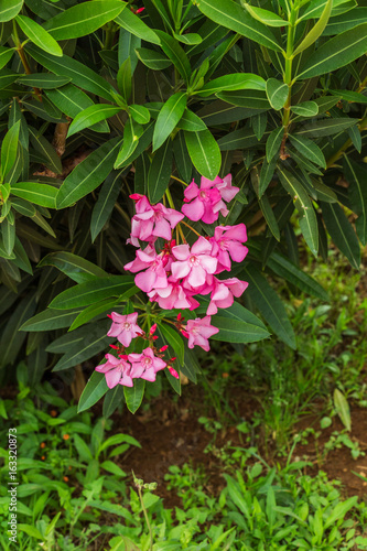 Purple flowers on a background of green foliage as a background.