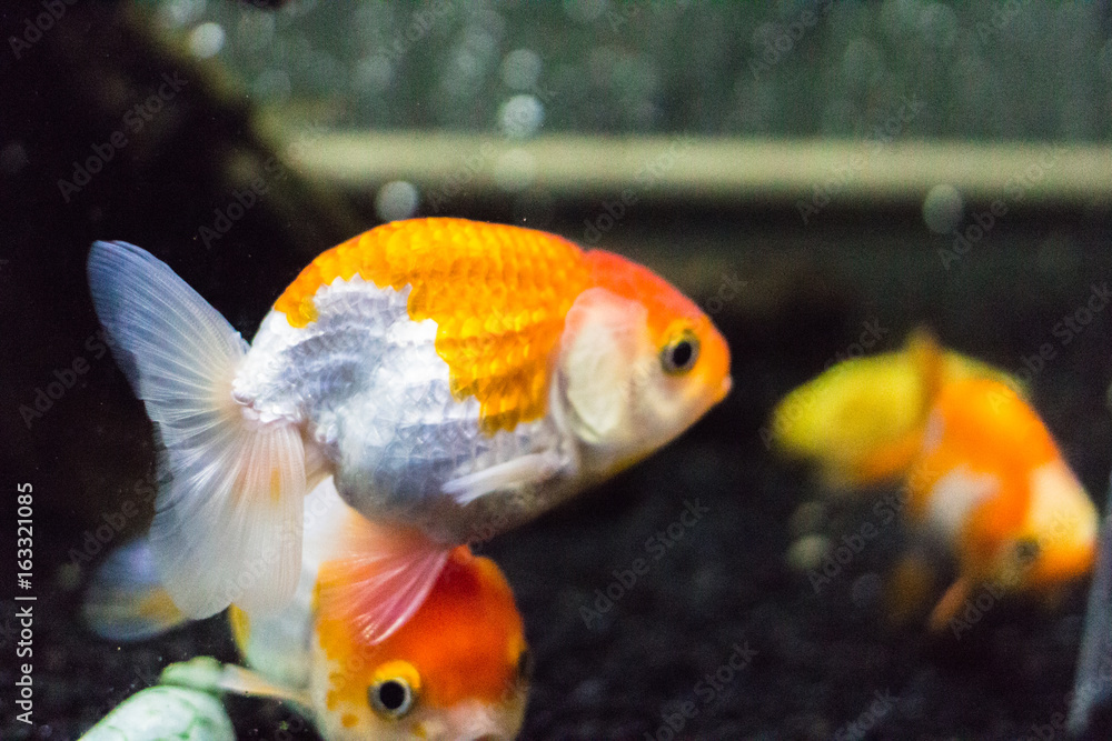 らんちゅう：きんぎょ水族館