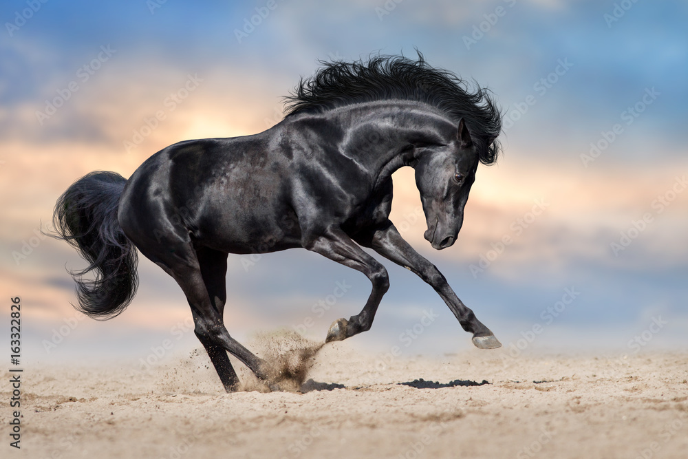 Black stallion with long mane run gallop in sand Black stallion with long mane run gallop in sand