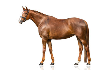 Red horse exterior isolated on white background