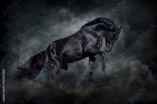 Fototapeta Naklejka Na Ścianę i Meble -  Black stallion in motion against dark dust clubs