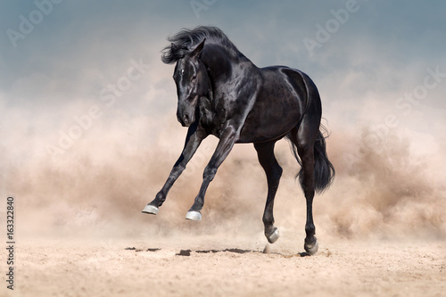 Black horse run and fun jump in desert dust