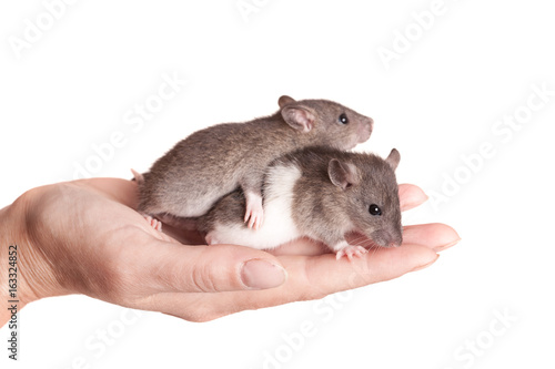 Two baby rats