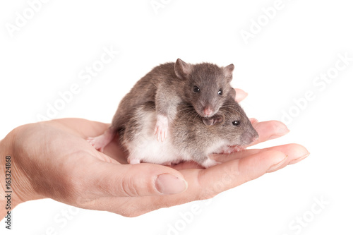 baby rats in the palm