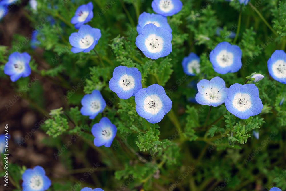 Baby Blue Eyes flowers (Nemophila Menziesii) growing in a field Stock Photo Adobe Stock