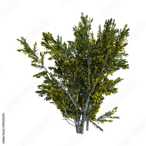 3D Rendering Creosote Bush on White