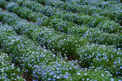 Baby Blue Eyes flowers (Nemophila Menziesii) growing in a field