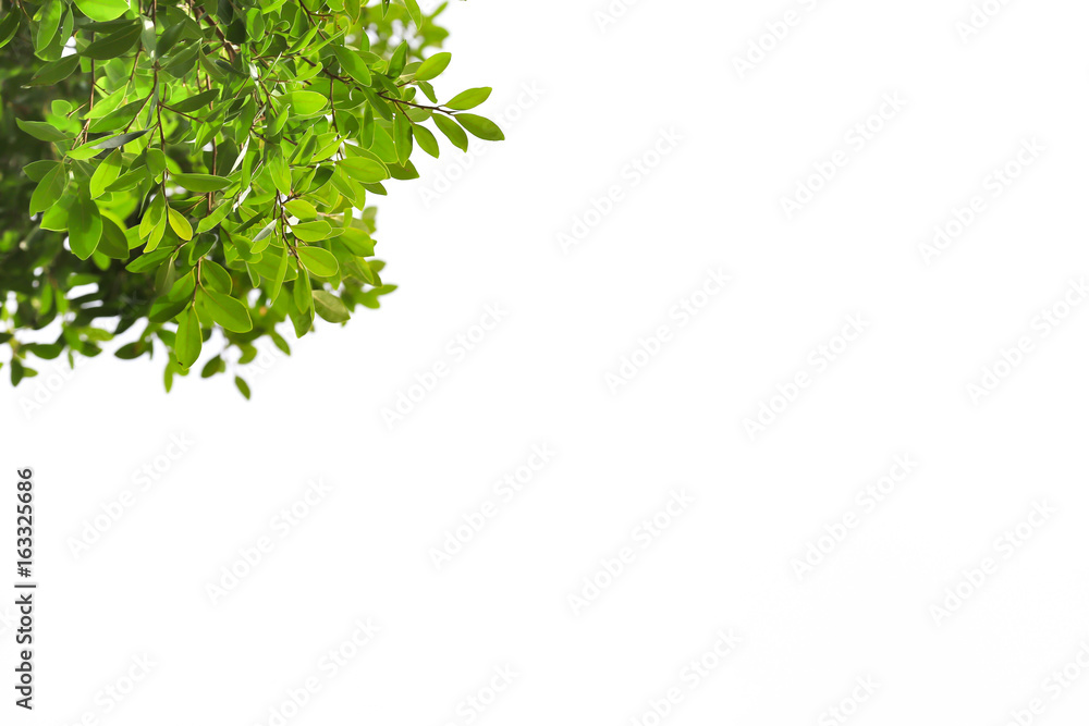 Green leaf branch isolated on white backdrop Green leaf branch isolated on white backdrop