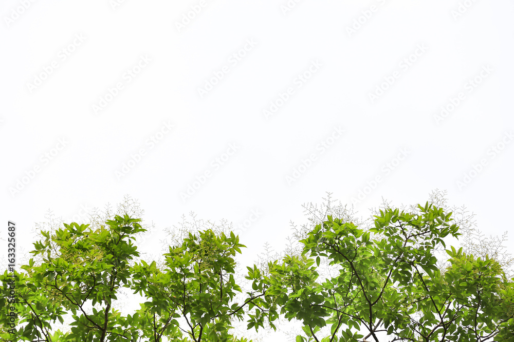 Obraz premium Green leaf branch isolated on white backdrop