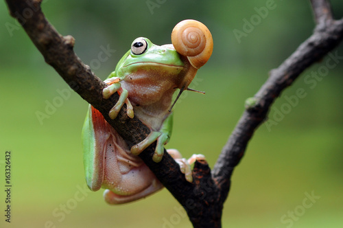 frog, dumpy frog, tree frog, snail,