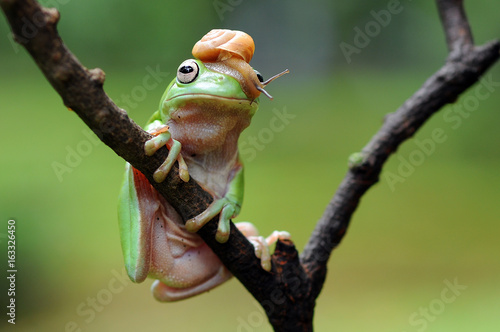 frog, dumpy frog, tree frog, snail, © andri_priyadi