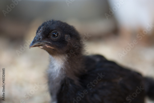 Baby Chick. Black. Closeup.