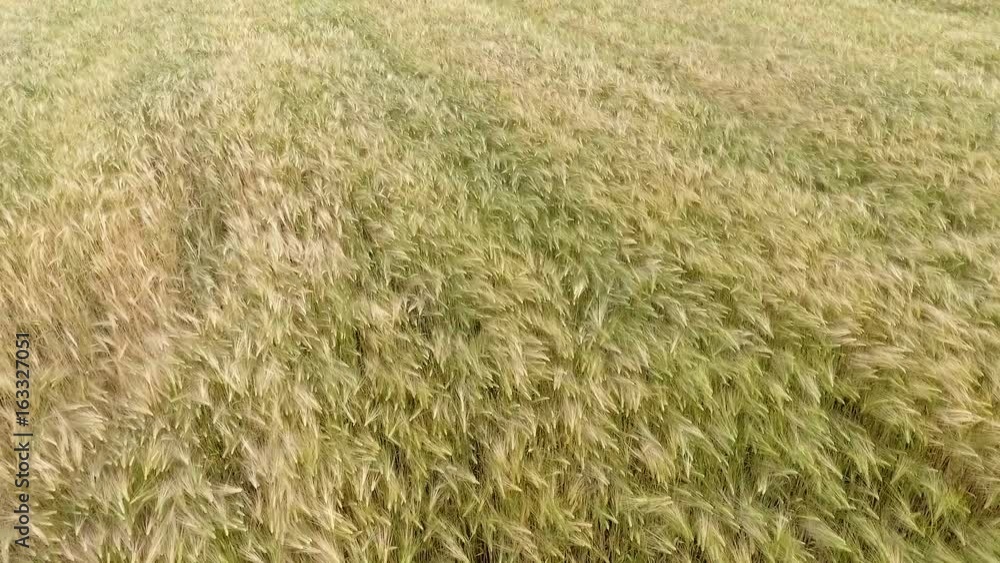 AERIAL. Flight over the wheat field in sunrise AERIAL. Flight over the wheat field in sunrise