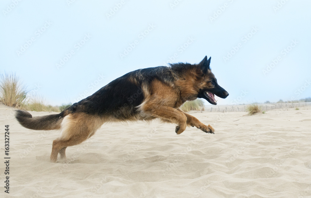 running german shepherd running german shepherd