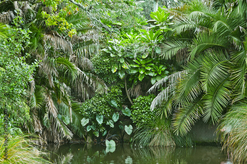 Fototapeta Naklejka Na Ścianę i Meble -  Lush green jungle background