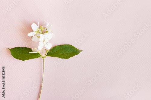 Jasmine flower on a pink paper textural background. Minimalistic floral background.