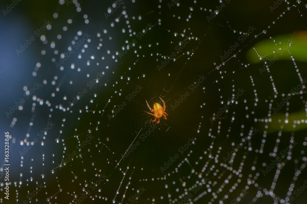 Kleine Spinne in ihrem Netz Kleine Spinne in ihrem Netz