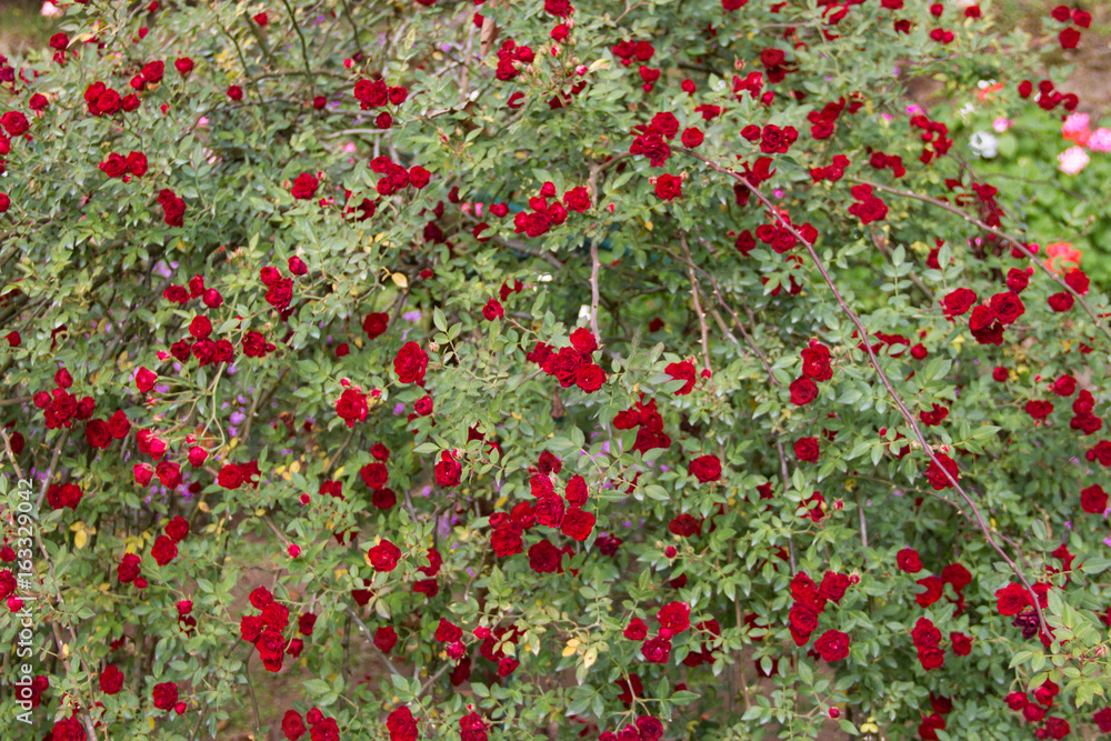 dark red rose rose in the garden