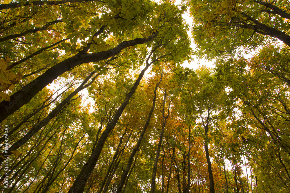 Fototapeta premium Tall trunks of autumn trees in forest