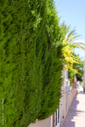 Typical street view in south spanish town. Torrevieja  Spain.