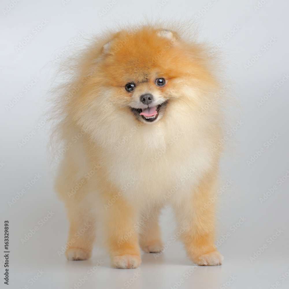 Portrait of red puppy of german spitz Portrait of red puppy of german spitz
