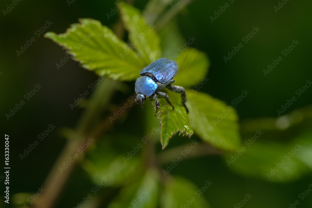 Blauer Käfer Hoplia Coerulea Stock Photo Adobe Stock
