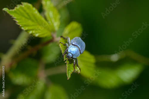 Blauer Käfer Hoplia Coerulea photo