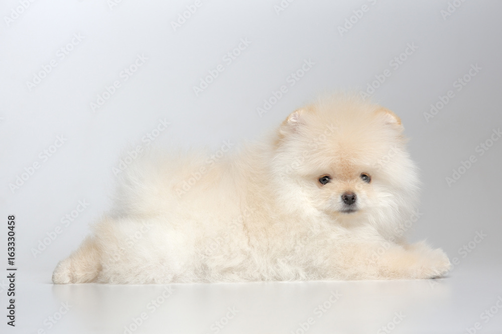 Portrait of cream puppy of german spitz